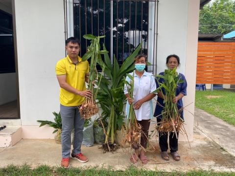 การเก็บรวบรวมสมุนไพรเพื่อเป็นแหล่งเรียนรู้และขยายพันธุ์ ตามโครงการ 1 อปท. 1 สวนสมุนไพร เฉลิมพระเกียรติพระบาทสมเด็จพระเจ้าอยู่หัว เนื่องในโอกาสวันเฉลิมพระชนมพรรษา 28 กรกฎาคม 2566 วันที่ 30 พฤษภาคม 2566