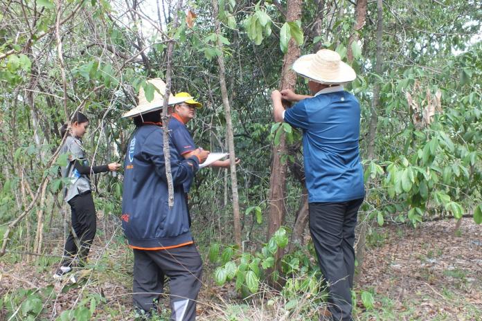 การติดทะเบียนรหัสพันธุกรรมพืชตามโครงการอนุรักษ์พันธุกรรมพืชอันเนื่องมาจากพระราชดำริ สมเด็จพระเทพรัตนราชสุดาฯ สยามบรมราชกุมารี (อพ.สธ.)